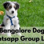 Bangalore Dog Whatsapp Group Links