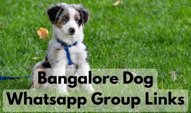Bangalore Dog Whatsapp Group Links